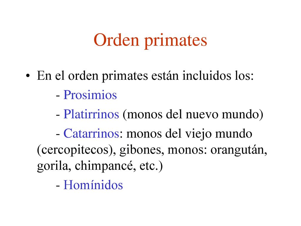 Orden primates En el orden primates están incluidos los: - Prosimios