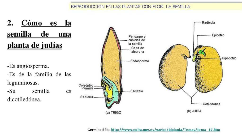 2. Cómo es la semilla de una planta de judías