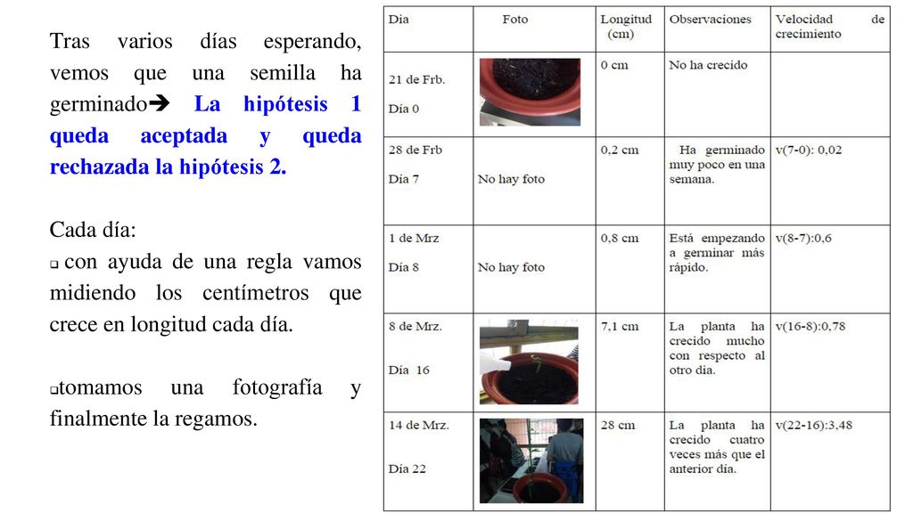Tras varios días esperando, vemos que una semilla ha germinado La hipótesis 1 queda aceptada y queda rechazada la hipótesis 2.