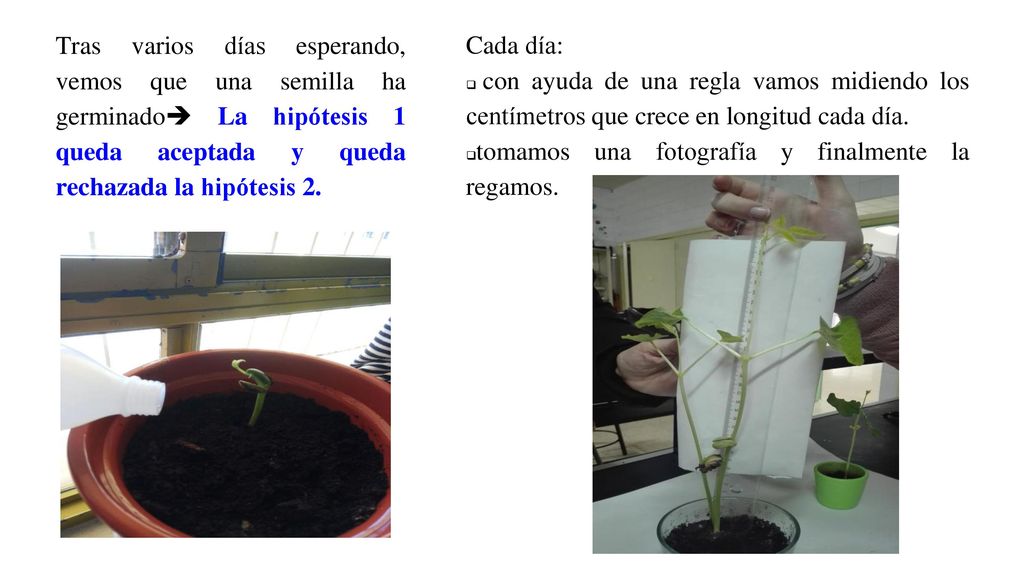 Tras varios días esperando, vemos que una semilla ha germinado La hipótesis 1 queda aceptada y queda rechazada la hipótesis 2.