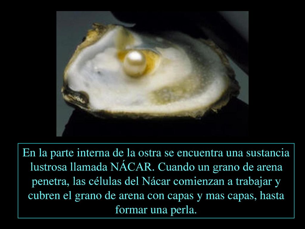 En la parte interna de la ostra se encuentra una sustancia lustrosa llamada NÁCAR.