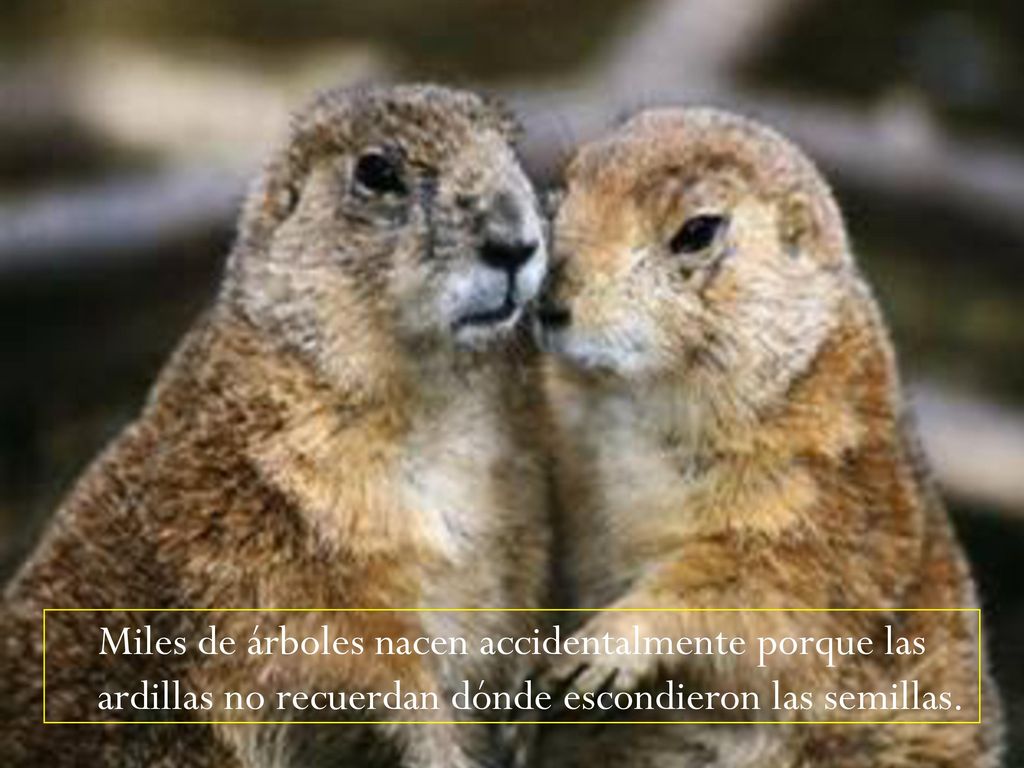 Miles de árboles nacen accidentalmente porque las ardillas no recuerdan dónde escondieron las semillas.