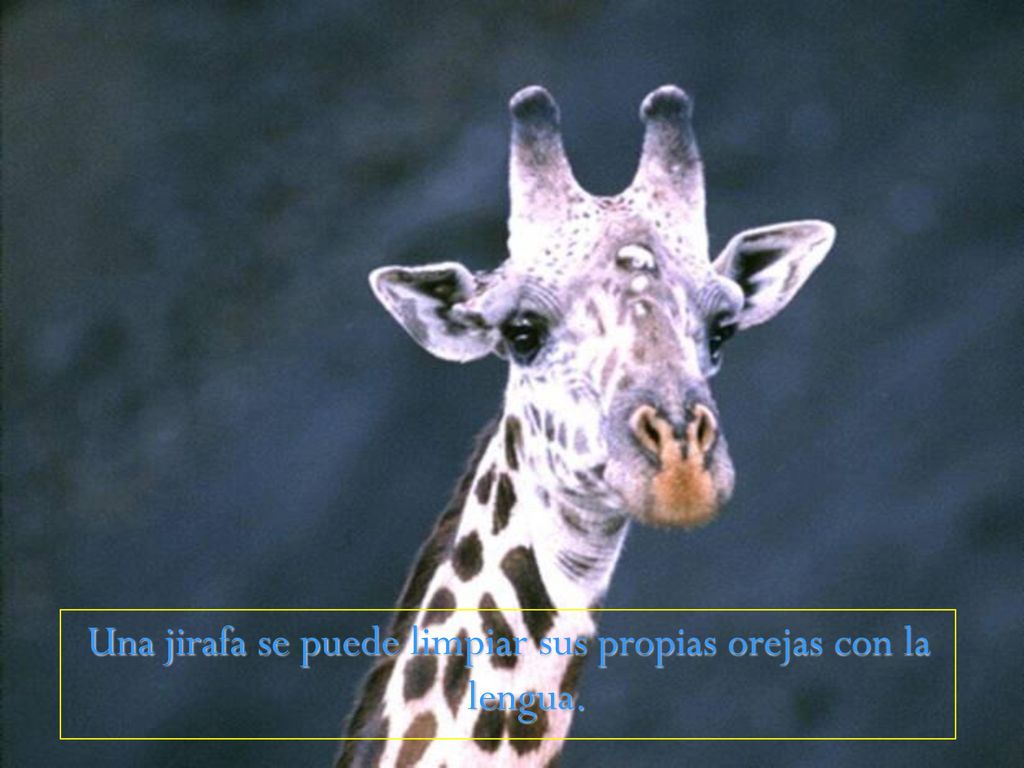 Una jirafa se puede limpiar sus propias orejas con la lengua.