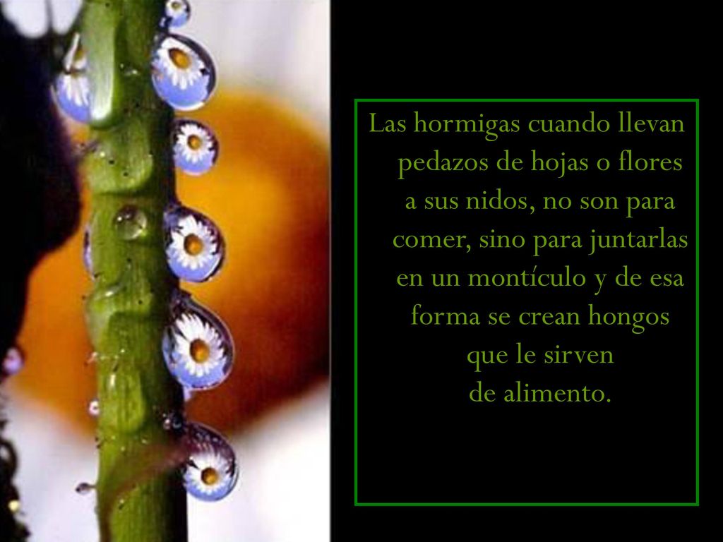 Las hormigas cuando llevan pedazos de hojas o flores a sus nidos, no son para comer, sino para juntarlas en un montículo y de esa forma se crean hongos que le sirven de alimento.