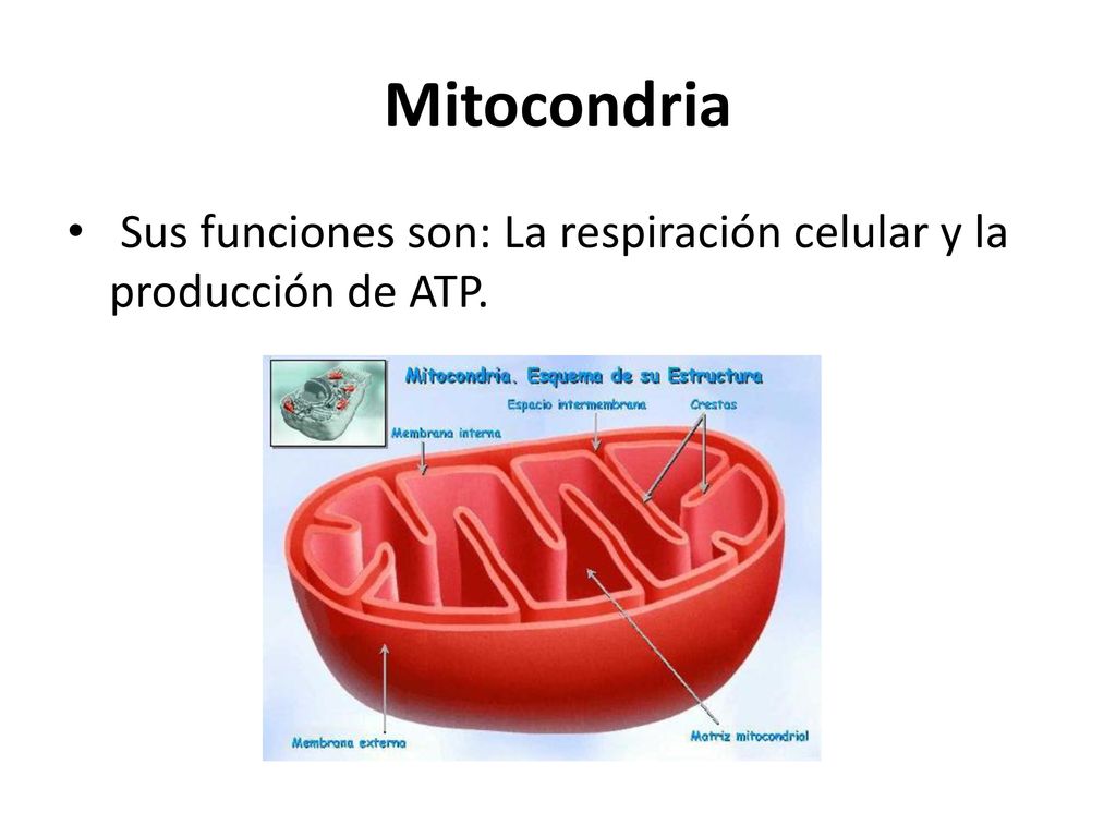 Mitocondria Sus funciones son: La respiración celular y la producción de ATP.