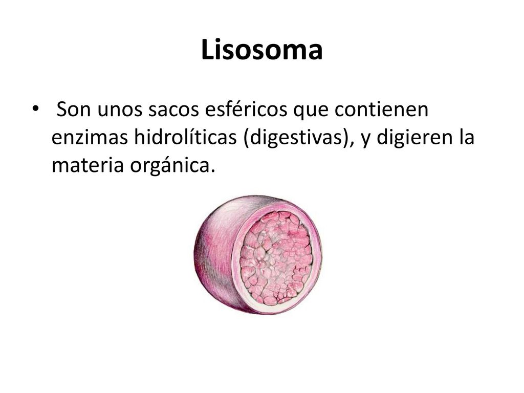 Lisosoma Son unos sacos esféricos que contienen enzimas hidrolíticas (digestivas), y digieren la materia orgánica.