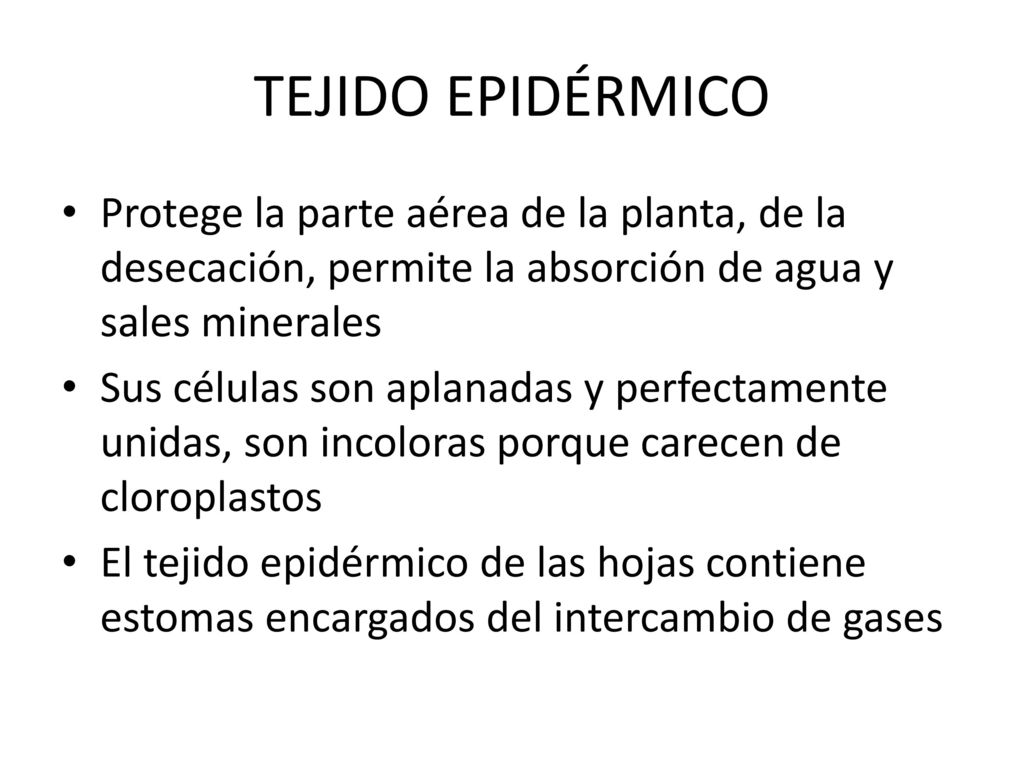 TEJIDO EPIDÉRMICO Protege la parte aérea de la planta, de la desecación, permite la absorción de agua y sales minerales.