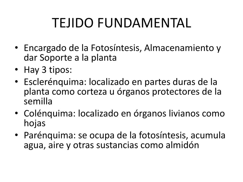 TEJIDO FUNDAMENTAL Encargado de la Fotosíntesis, Almacenamiento y dar Soporte a la planta. Hay 3 tipos: