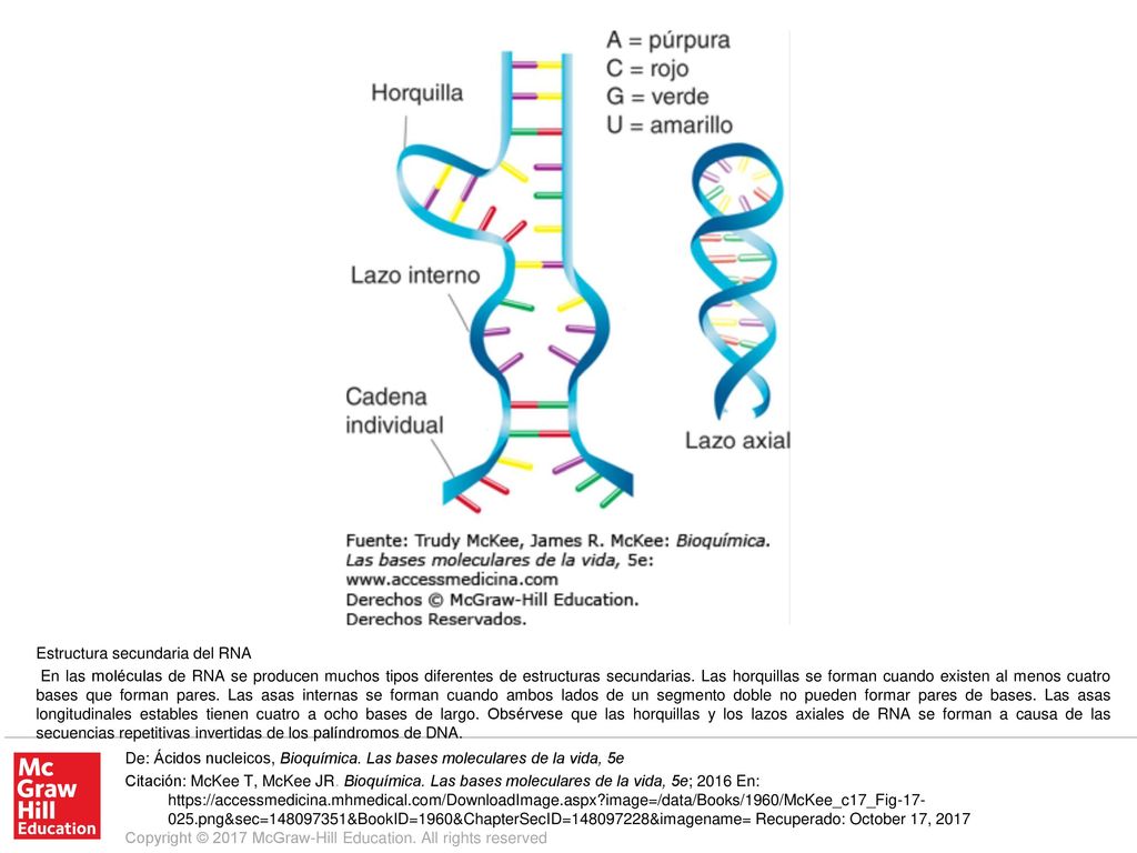 En las moléculas de RNA se producen muchos tipos diferentes de estructuras secundarias. Las horquillas se forman cuando existen al menos cuatro bases que forman pares. Las asas internas se forman cuando ambos lados de un segmento doble no pueden formar pares de bases. Las asas longitudinales estables tienen cuatro a ocho bases de largo. Obsérvese que las horquillas y los lazos axiales de RNA se forman a causa de las secuencias repetitivas invertidas de los palíndromos de DNA.