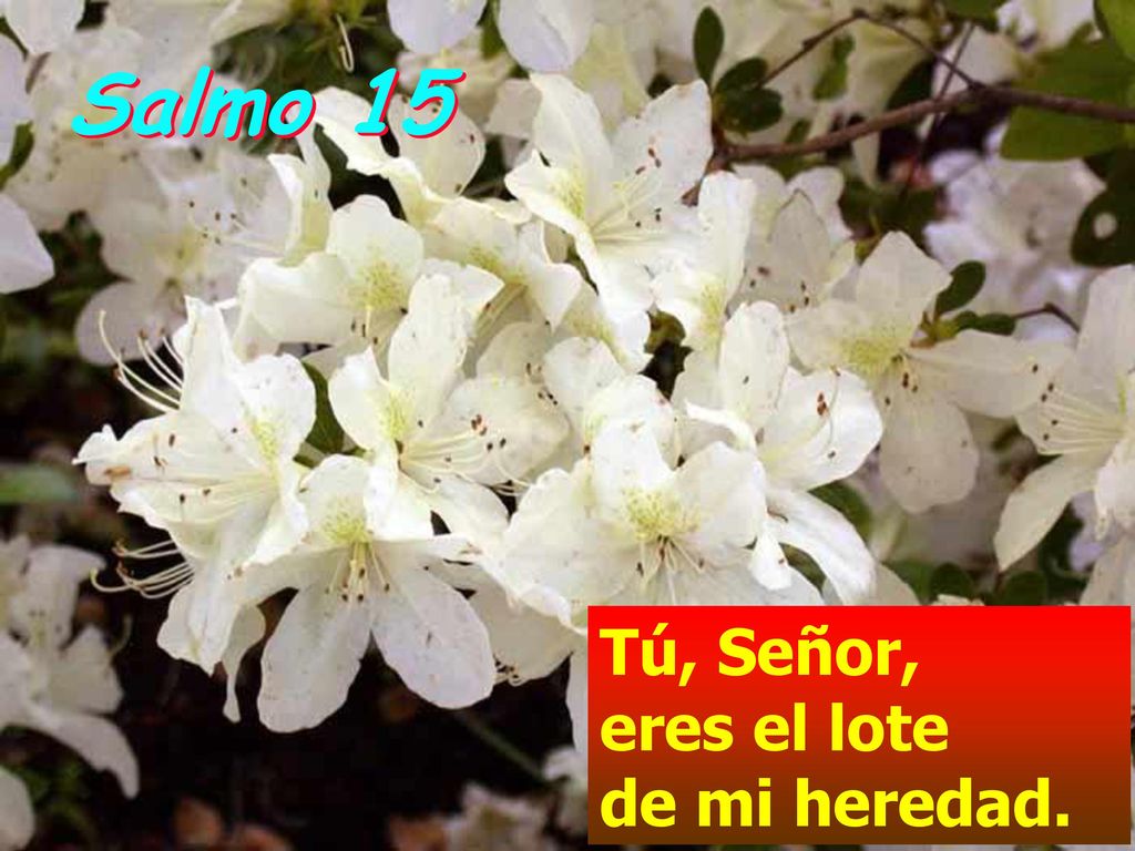 Salmo 15 Tú, Señor, eres el lote de mi heredad.
