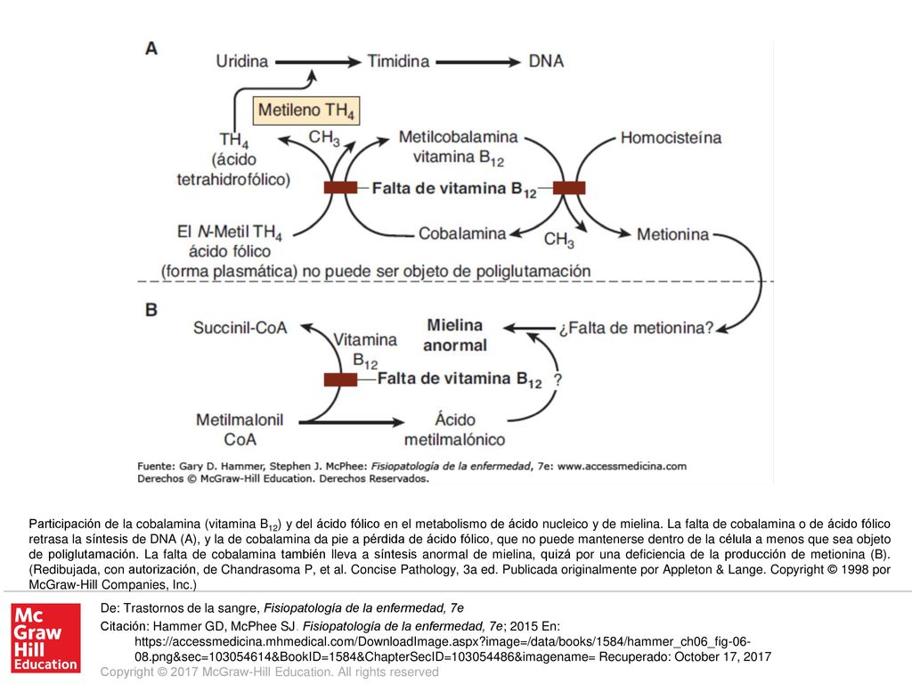 Participación de la cobalamina (vitamina B12) y del ácido fólico en el metabolismo de ácido nucleico y de mielina. La falta de cobalamina o de ácido fólico retrasa la síntesis de DNA (A), y la de cobalamina da pie a pérdida de ácido fólico, que no puede mantenerse dentro de la célula a menos que sea objeto de poliglutamación. La falta de cobalamina también lleva a síntesis anormal de mielina, quizá por una deficiencia de la producción de metionina (B). (Redibujada, con autorización, de Chandrasoma P, et al. Concise Pathology, 3a ed. Publicada originalmente por Appleton & Lange. Copyright © 1998 por McGraw-Hill Companies, Inc.)