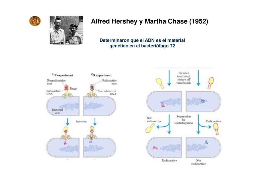 Determinaron que el ADN es el material genético en el bacteriófago T2