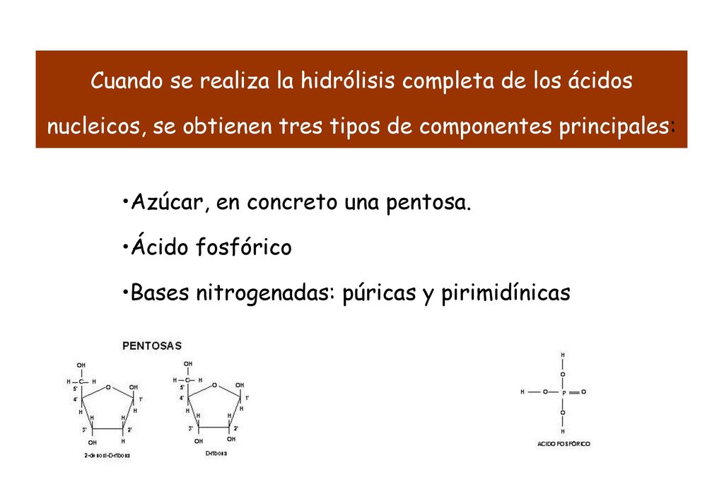 Cuando se realiza la hidrólisis completa de los ácidos nucleicos, se obtienen tres tipos de componentes principales: