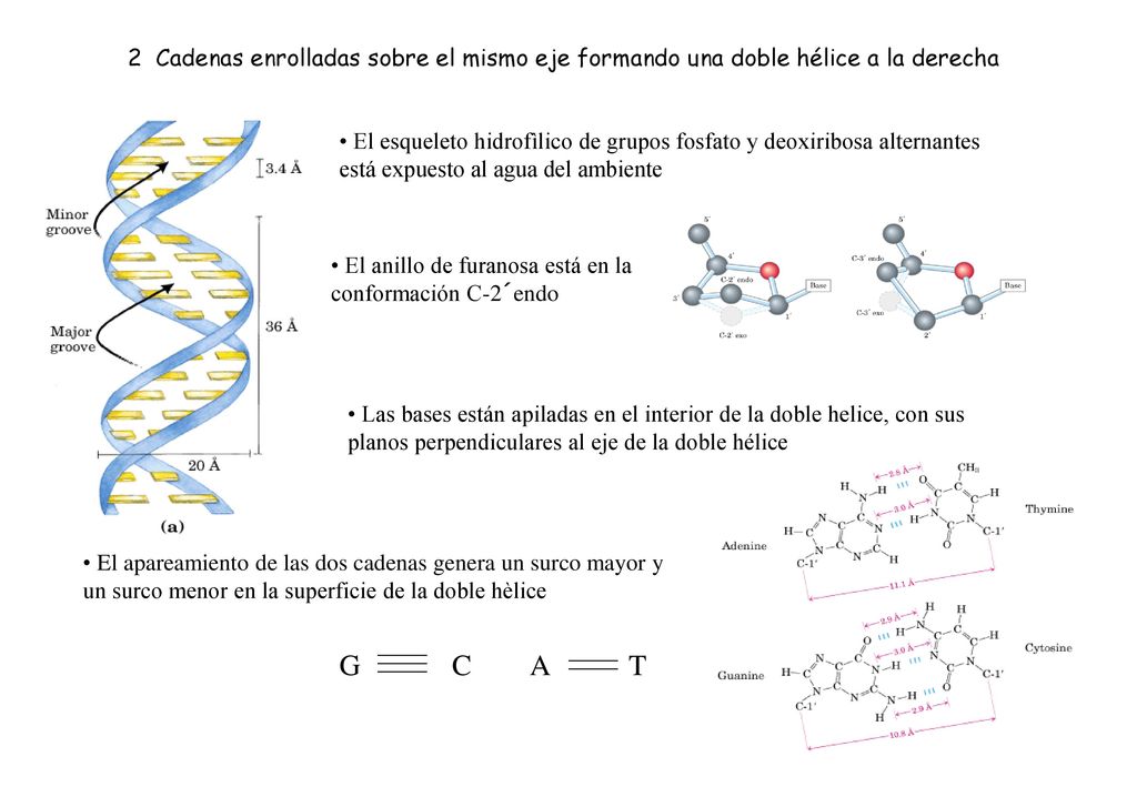 2 Cadenas enrolladas sobre el mismo eje formando una doble hélice a la derecha