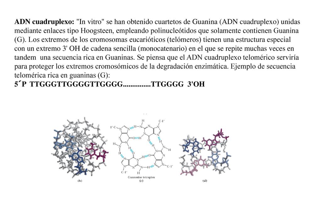 ADN cuadruplexo: In vitro se han obtenido cuartetos de Guanina (ADN cuadruplexo) unidas mediante enlaces tipo Hoogsteen, empleando polinucleótidos que solamente contienen Guanina (G).