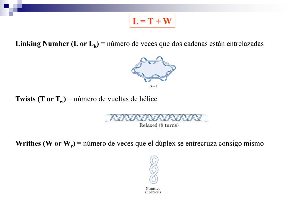 L = T + W Linking Number (L or Lk) = número de veces que dos cadenas están entrelazadas. Twists (T or Tw) = número de vueltas de hélice.