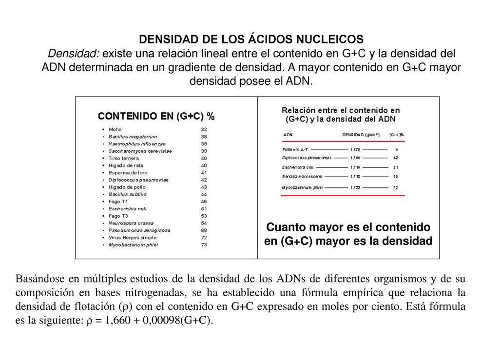 Cuanto mayor es el contenido en (G+C) mayor es la densidad