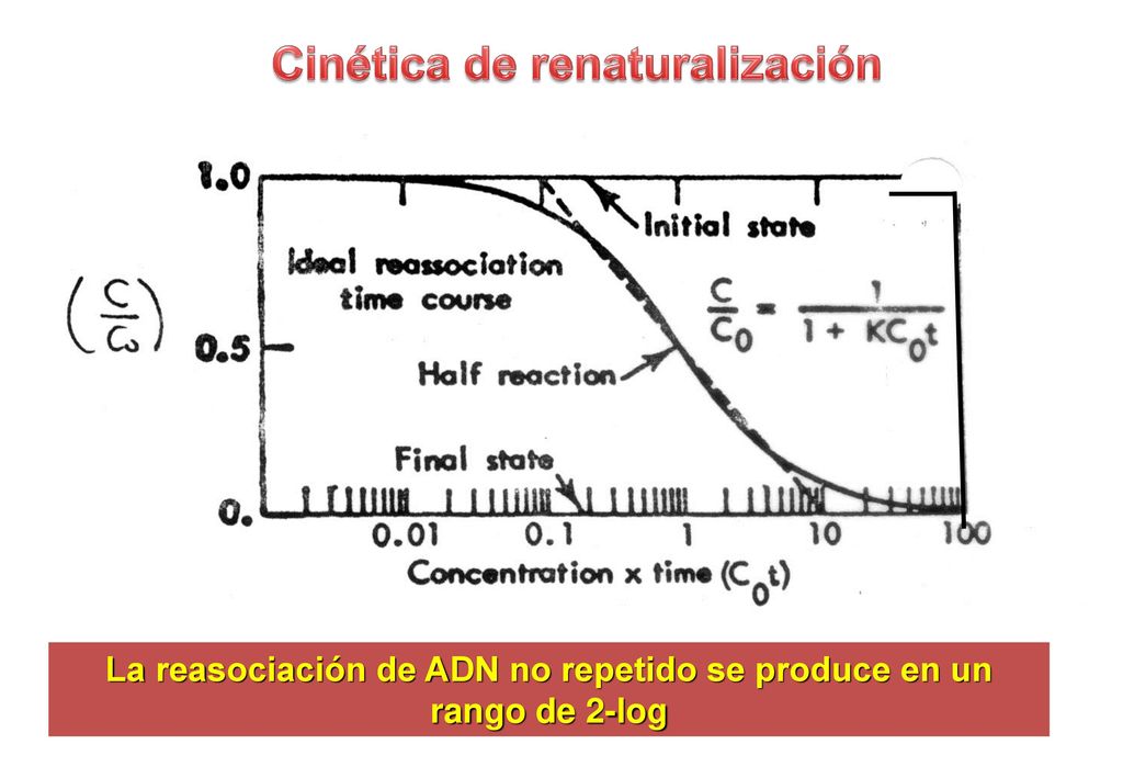 La reasociación de ADN no repetido se produce en un rango de 2-log