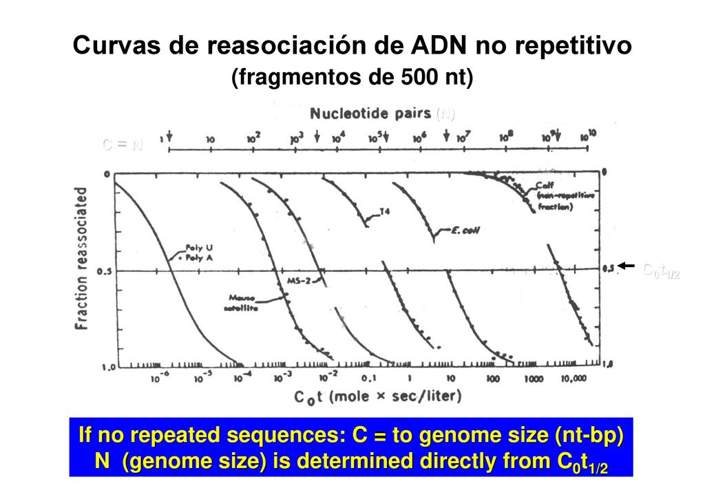 Curvas de reasociación de ADN no repetitivo (fragmentos de 500 nt)
