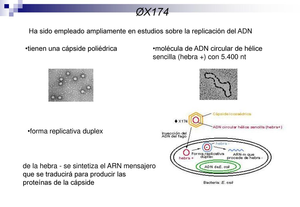 De los virus anteriormente indicados, algunos han sido ampliamente estudiados genéticamente por distintos motivos. Por tanto, no está demás añadir algunos detalles sobre varios de estos virus.