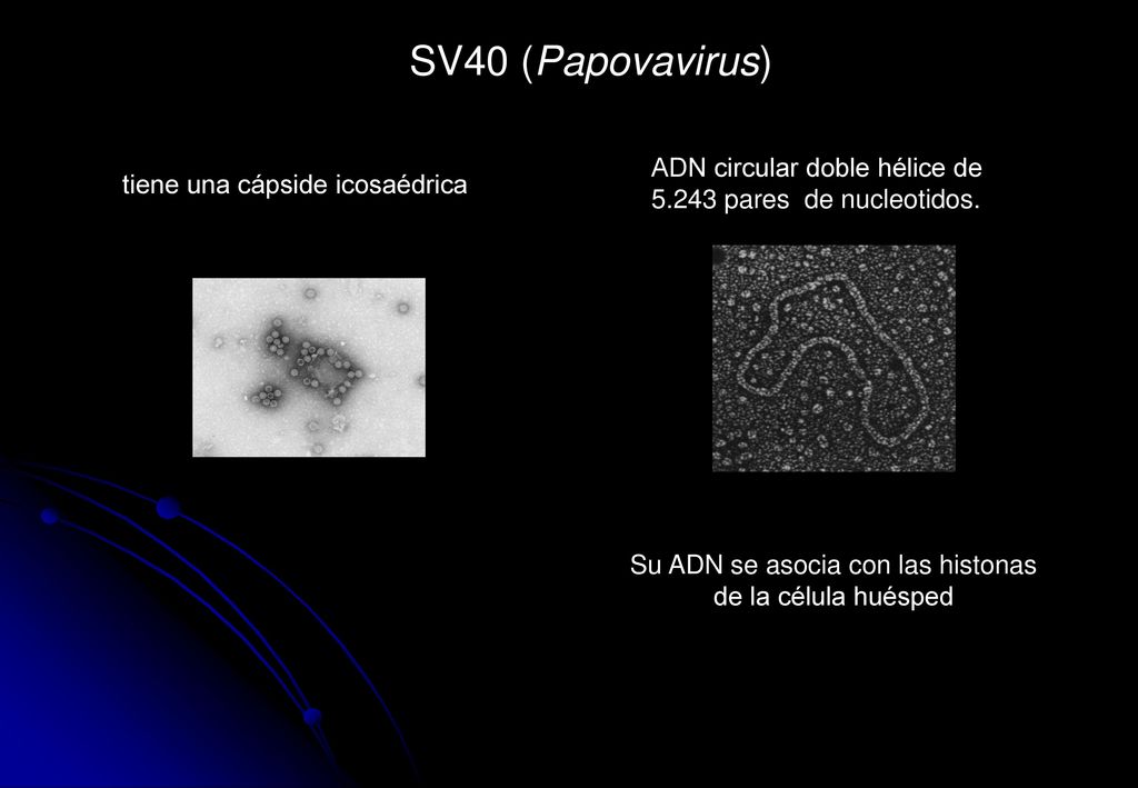 Su ADN se asocia con las histonas de la célula huésped