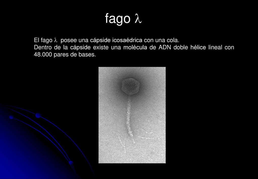 fago l El fago l posee una cápside icosaédrica con una cola.