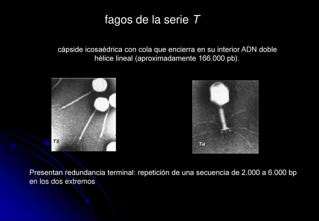 fagos de la serie T cápside icosaédrica con cola que encierra en su interior ADN doble hélice lineal (aproximadamente pb).