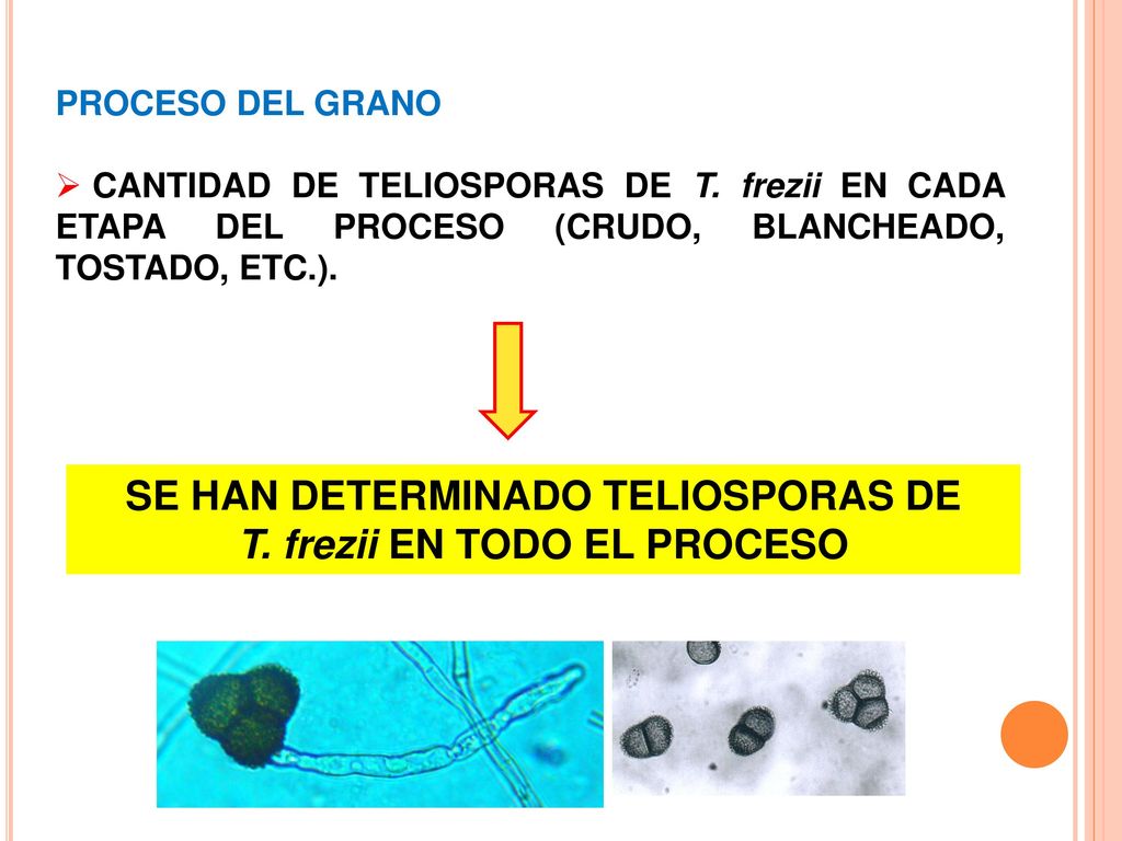 SE HAN DETERMINADO TELIOSPORAS DE T. frezii EN TODO EL PROCESO