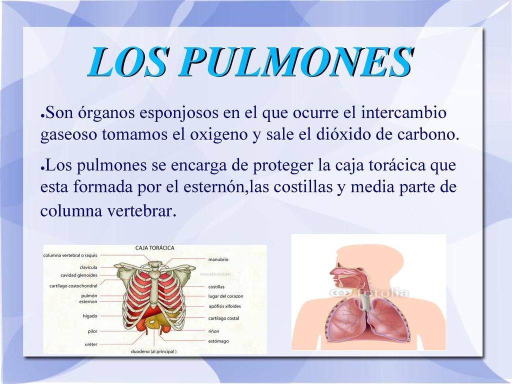 LOS PULMONES Son órganos esponjosos en el que ocurre el intercambio gaseoso tomamos el oxigeno y sale el dióxido de carbono.
