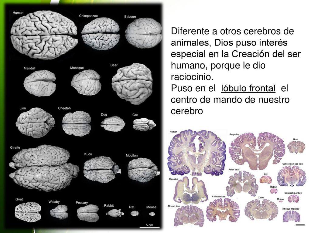 Diferente a otros cerebros de animales, Dios puso interés especial en la Creación del ser humano, porque le dio raciocinio.