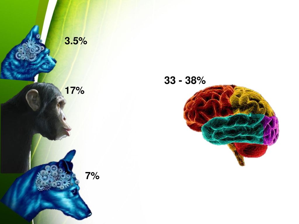 3.5% % 17% He aquí una idea del tamaño de nuestro lóbulo frontal al de otros animales. 7%