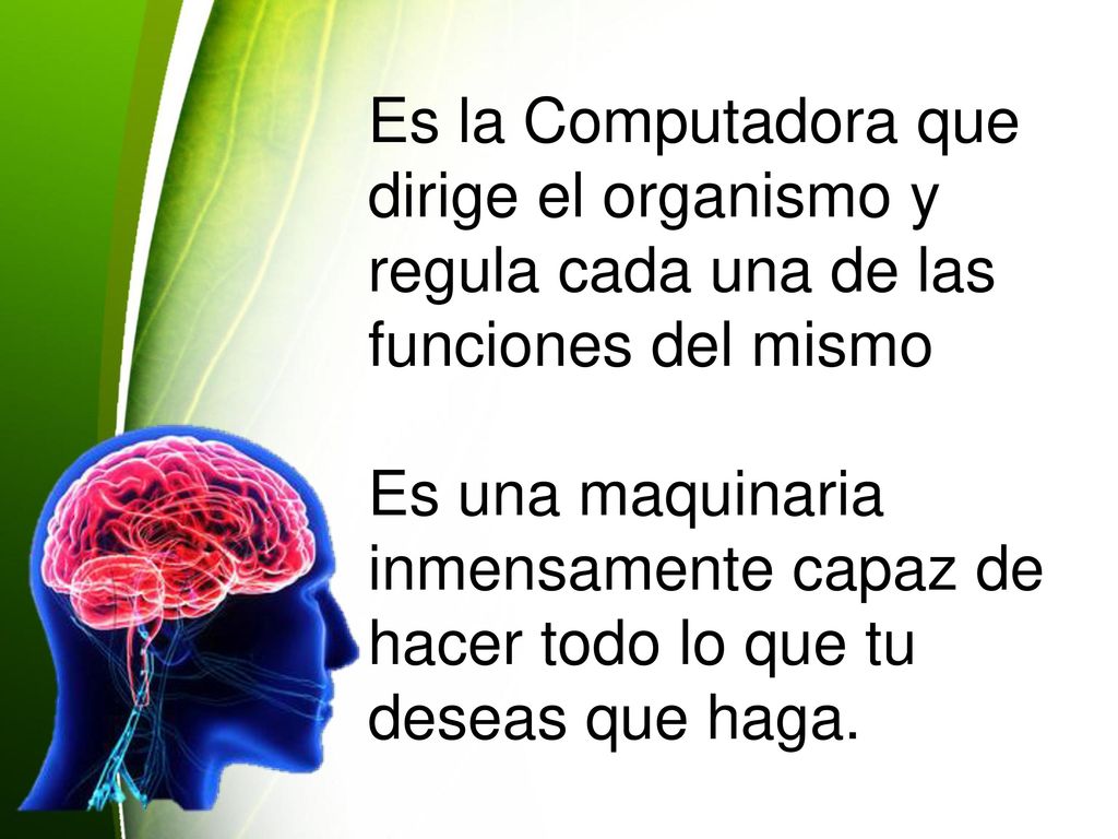 Es la Computadora que dirige el organismo y regula cada una de las funciones del mismo