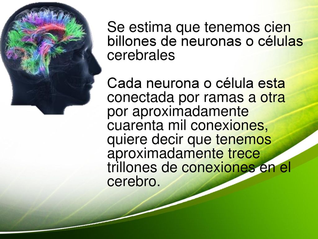 Se estima que tenemos cien billones de neuronas o células cerebrales