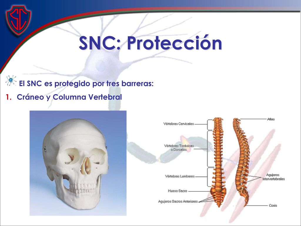 SNC: Protección El SNC es protegido por tres barreras: