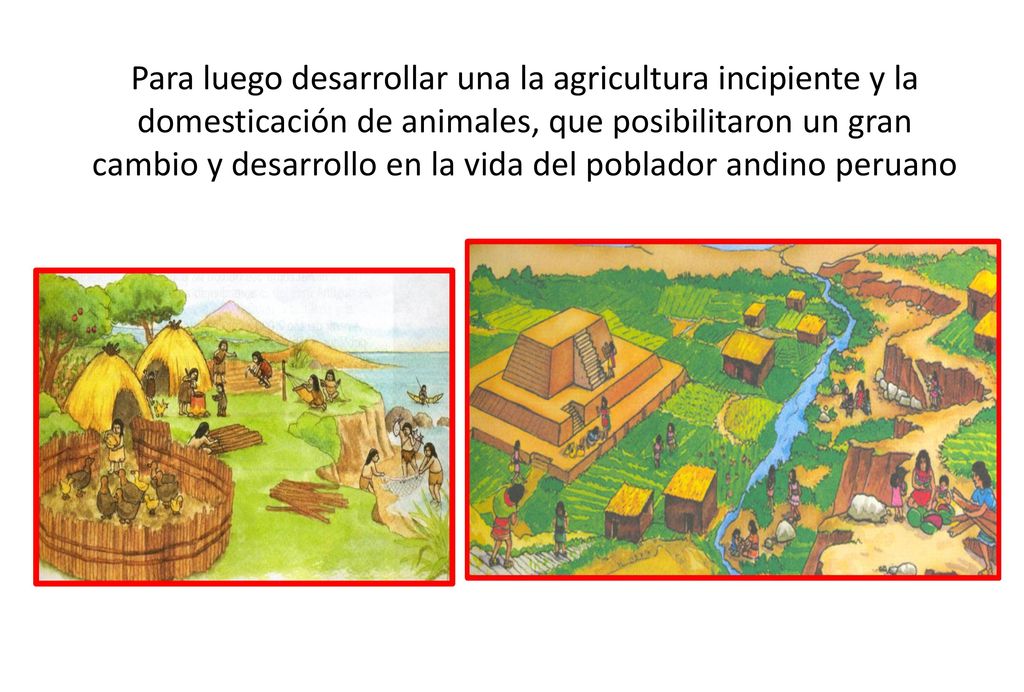 Para luego desarrollar una la agricultura incipiente y la domesticación de animales, que posibilitaron un gran cambio y desarrollo en la vida del poblador andino peruano