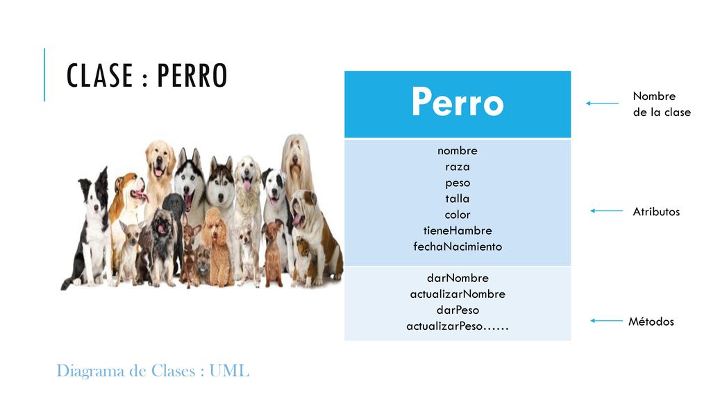 Perro Clase : perro Diagrama de Clases : UML nombre raza peso