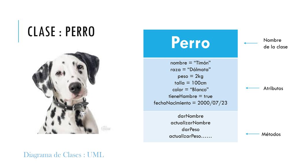 Perro Clase : perro Diagrama de Clases : UML nombre = Timón