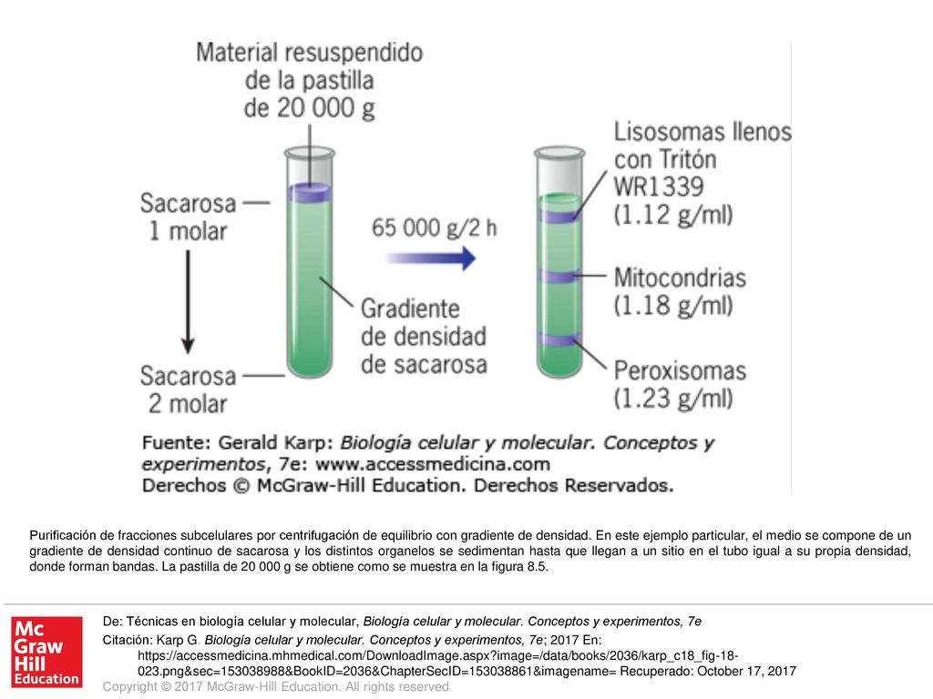 Purificación de fracciones subcelulares por centrifugación de equilibrio con gradiente de densidad. En este ejemplo particular, el medio se compone de un gradiente de densidad continuo de sacarosa y los distintos organelos se sedimentan hasta que llegan a un sitio en el tubo igual a su propia densidad, donde forman bandas. La pastilla de g se obtiene como se muestra en la figura 8.5.