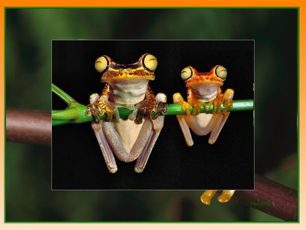 …mil bocas descubrieron al instante del mil parleras y grotescas ranas.
