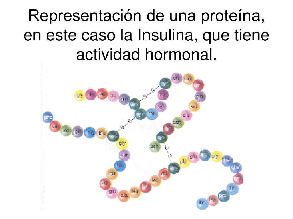 Representación de una proteína, en este caso la Insulina, que tiene actividad hormonal.