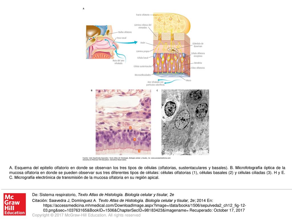 A. Esquema del epitelio olfatorio en donde se observan los tres tipos de células (olfatorias, sustentaculares y basales). B. Microfotografía óptica de la mucosa olfatoria en donde se pueden observar sus tres diferentes tipos de células: células olfatorias (1), células basales (2) y células ciliadas (3). H y E. C. Micrografía electrónica de transmisión de la mucosa olfatoria en su región apical.