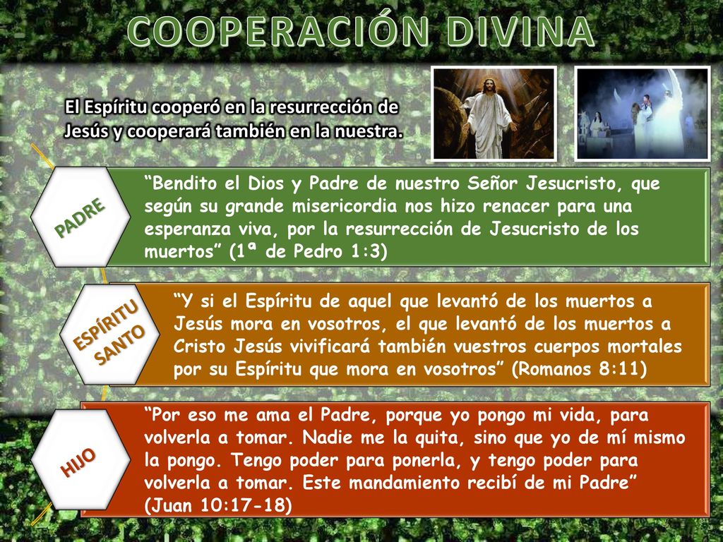 COOPERACIÓN DIVINA El Espíritu cooperó en la resurrección de Jesús y cooperará también en la nuestra.