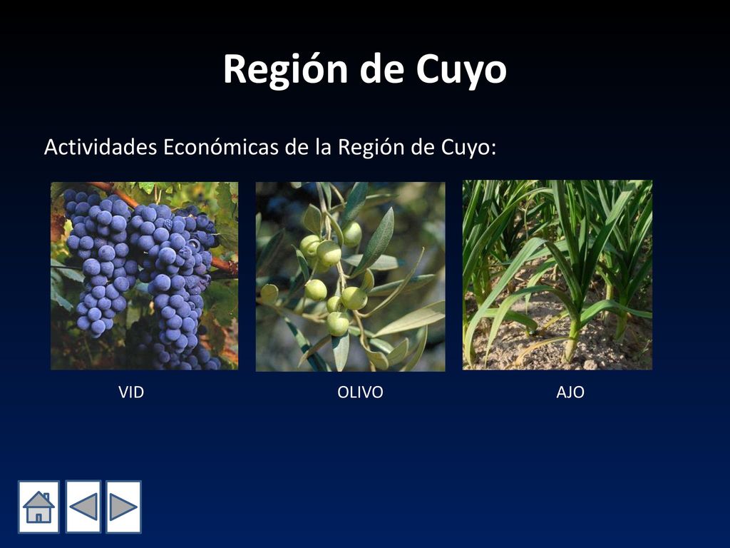 Región de Cuyo Actividades Económicas de la Región de Cuyo: