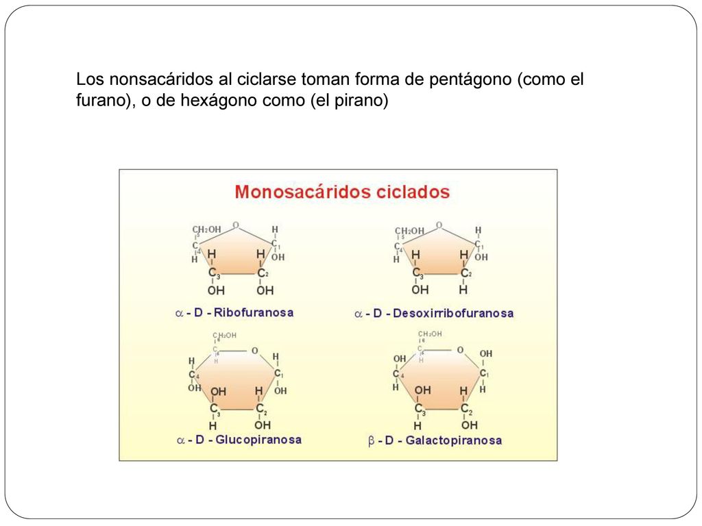 Los nonsacáridos al ciclarse toman forma de pentágono (como el furano), o de hexágono como (el pirano)