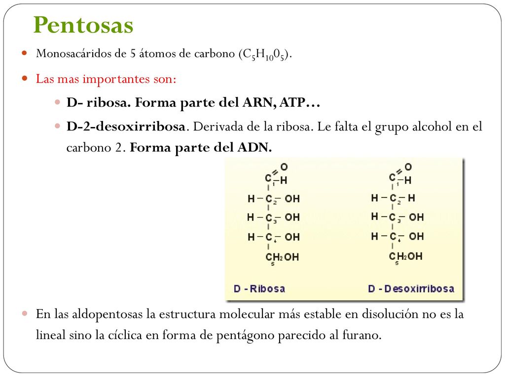 Pentosas Las mas importantes son: D- ribosa. Forma parte del ARN, ATP…
