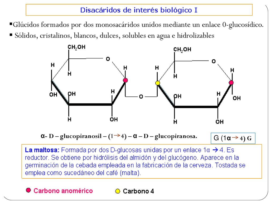 Glúcidos formados por dos monosacáridos unidos mediante un enlace 0-glucosídico.