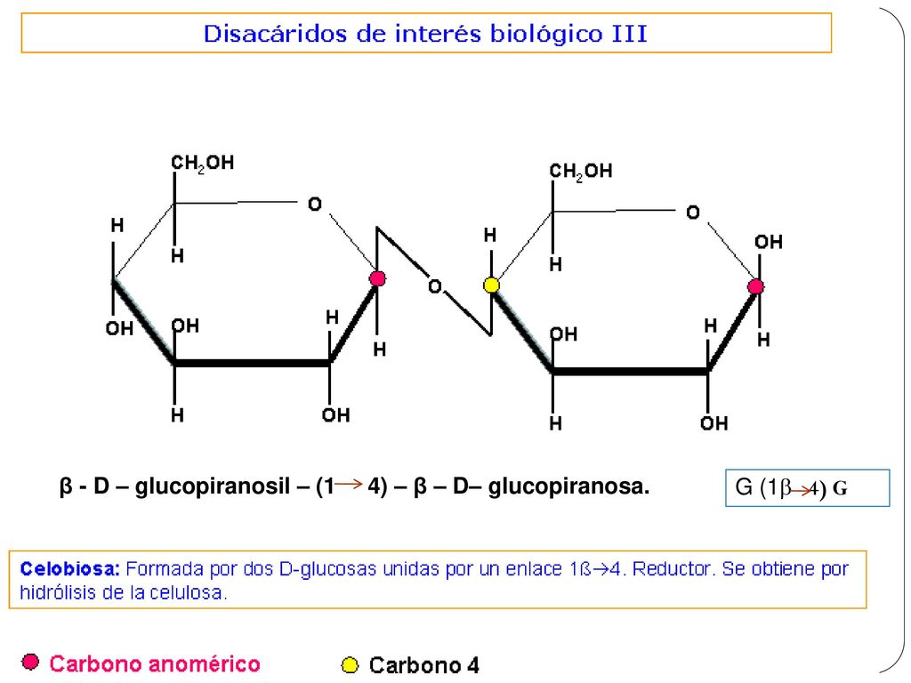 β - D – glucopiranosil – (1 4) – β – D– glucopiranosa.