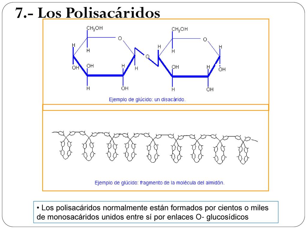 7.- Los Polisacáridos Los polisacáridos normalmente están formados por cientos o miles de monosacáridos unidos entre sí por enlaces O- glucosídicos.