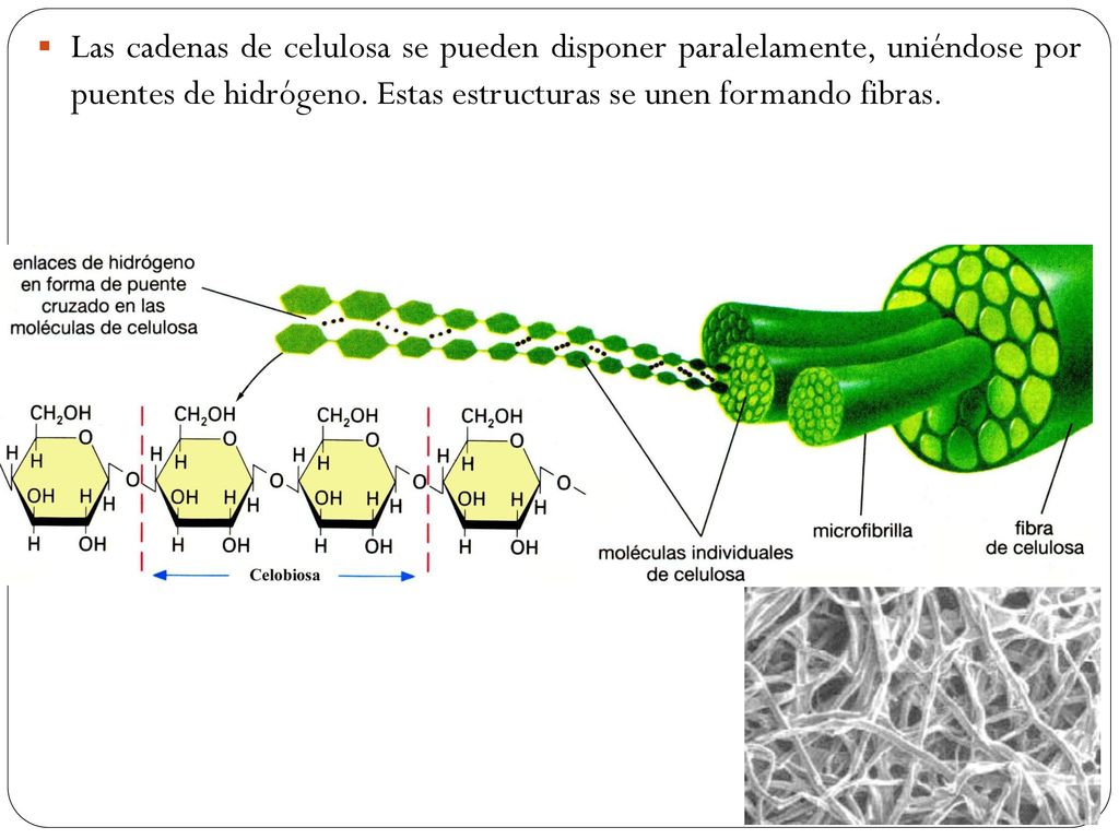 Las cadenas de celulosa se pueden disponer paralelamente, uniéndose por puentes de hidrógeno.
