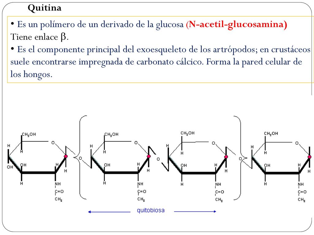 Quitina Es un polímero de un derivado de la glucosa (N-acetil-glucosamina) Tiene enlace b.